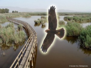 Birding Murcia - rutas 06b