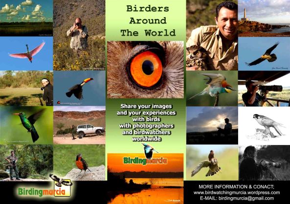 Poster BIRDERS-b